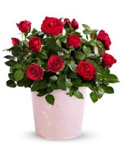 Romantic Red Mini Rose Plant in Pink Tin - A Living Expression of Love and Beauty